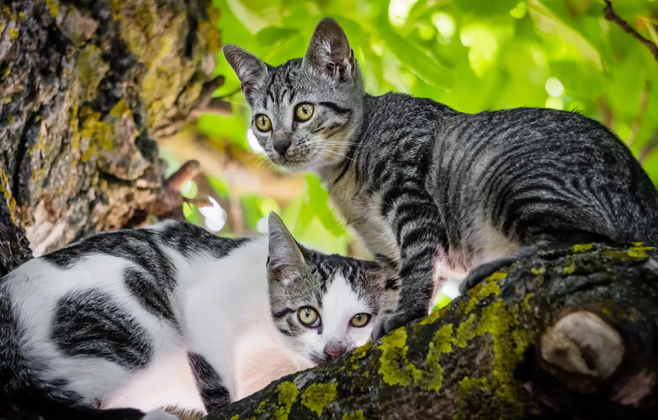 Два зеленых кота. Кошки на дереве. Дуэт двух котов. Весенние обои 2 котенка. Кошка с разделением на два окраса.