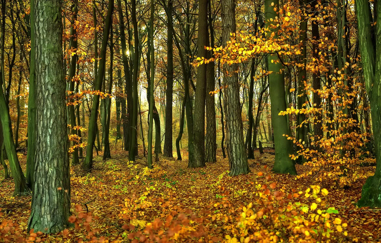 Фото обои осень, лес, листва, forest