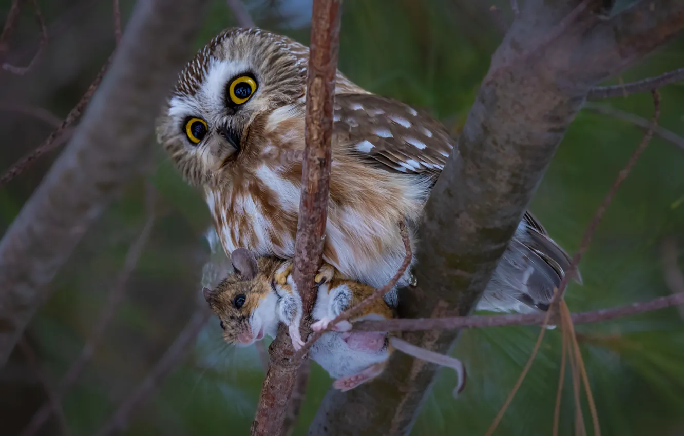 Фото обои сова, птица, добыча, грызун, сыч