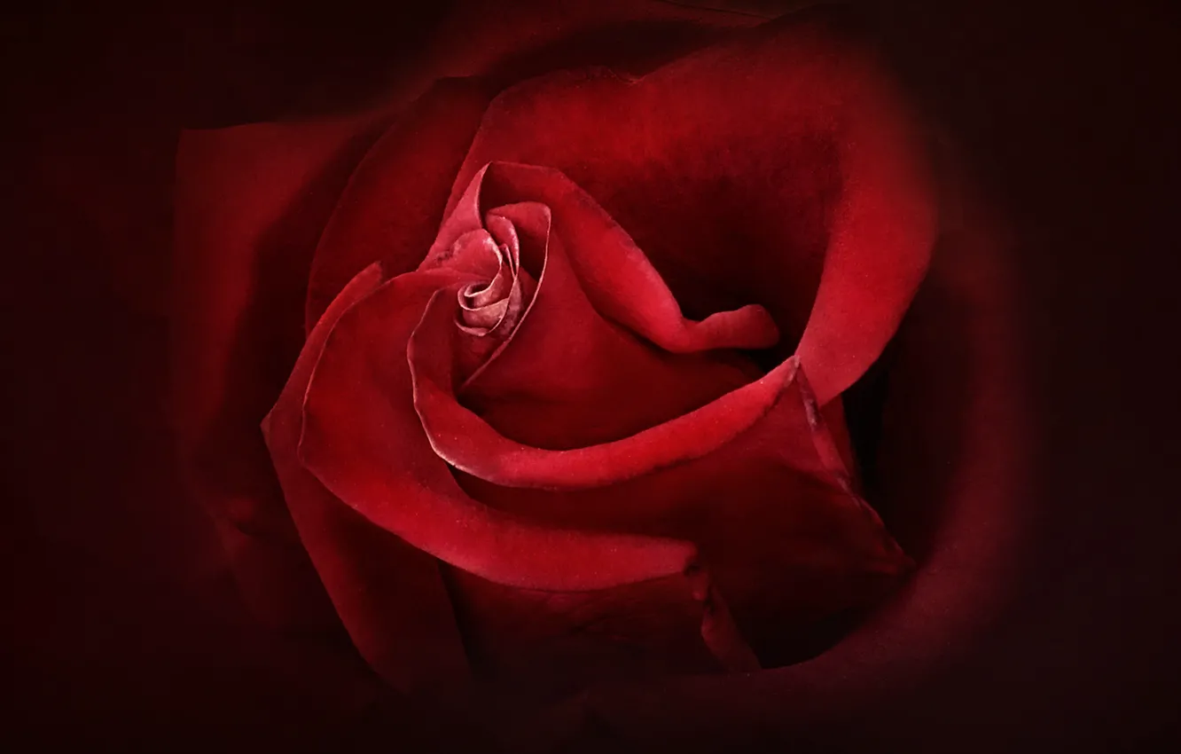 Фото обои red, rose, flower, flowers