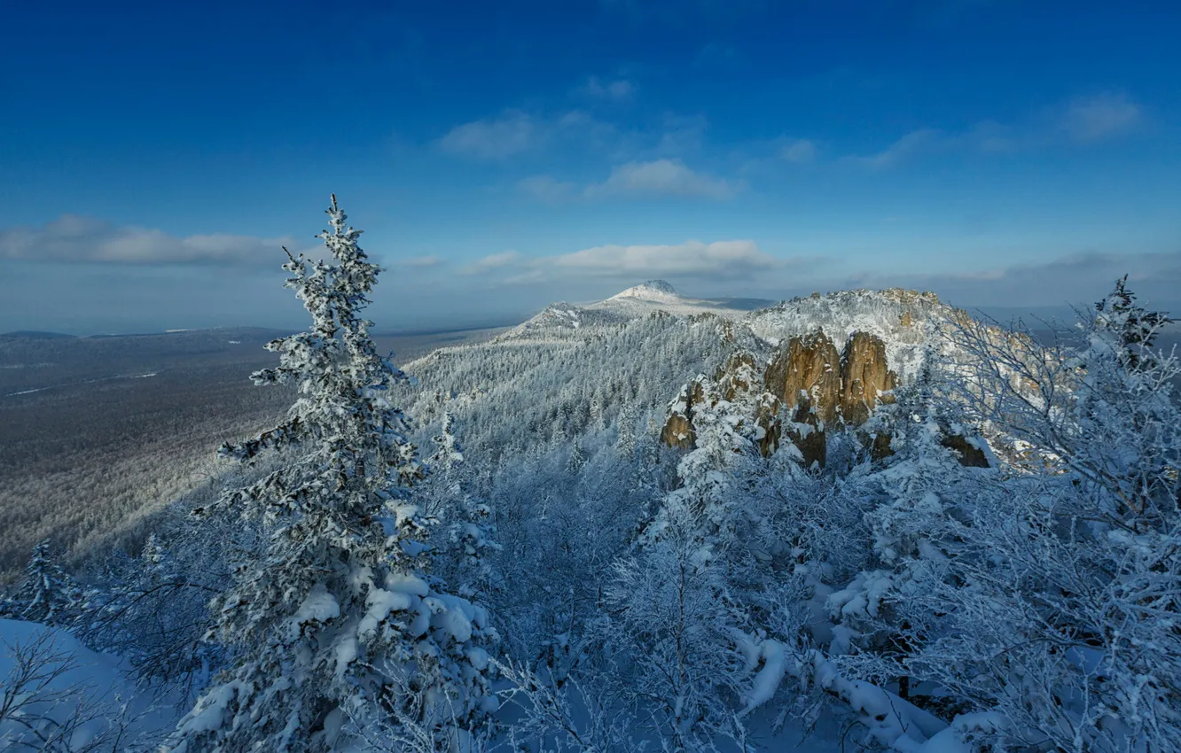 Фото обои зима, лес, снег, деревья, панорама, Россия