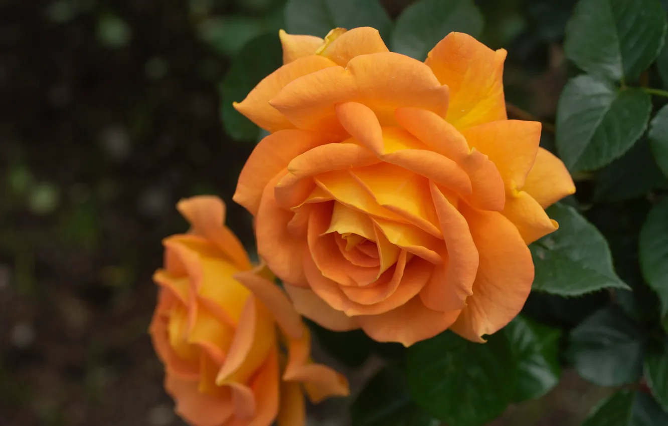 Фото обои макро, розы, лепестки, бутон, оранжевые