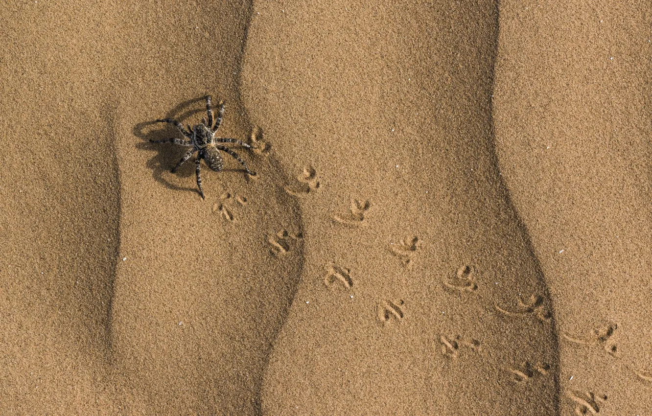 Фото обои spider, sand, footprints, insect, tarantula