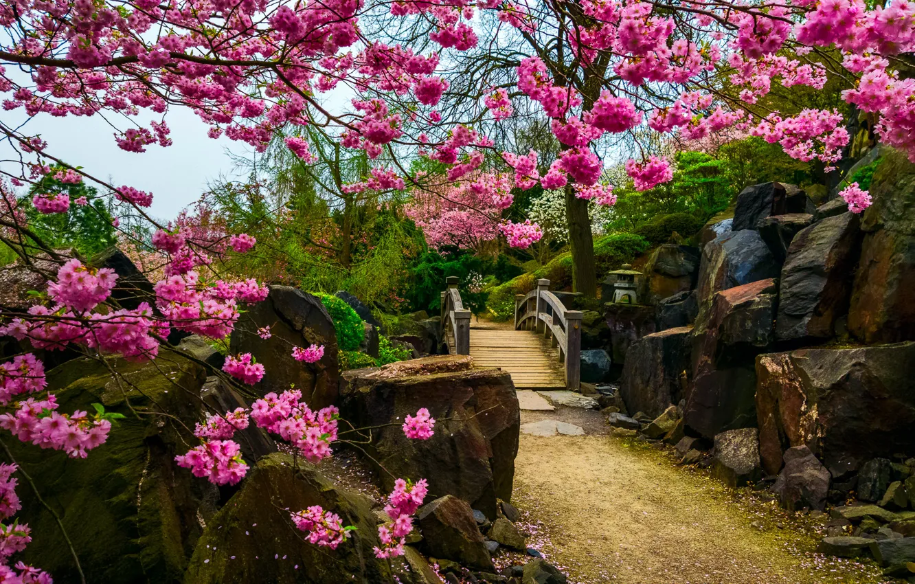 Фото обои цветы, камни, дерево, сакура, мостик, Японский сад