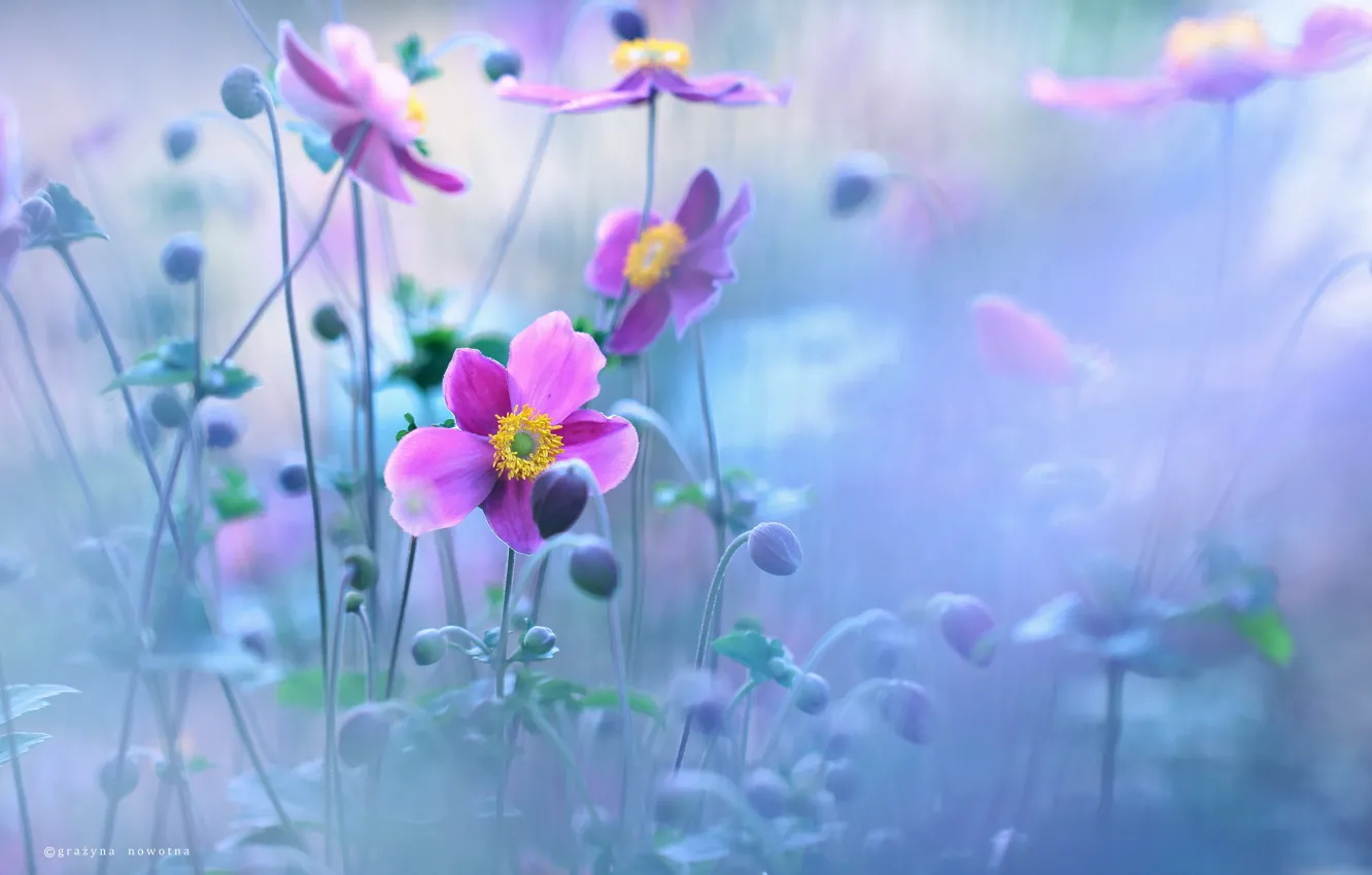 Фото обои Цветы, Фиолетовые, Анемоны Японские