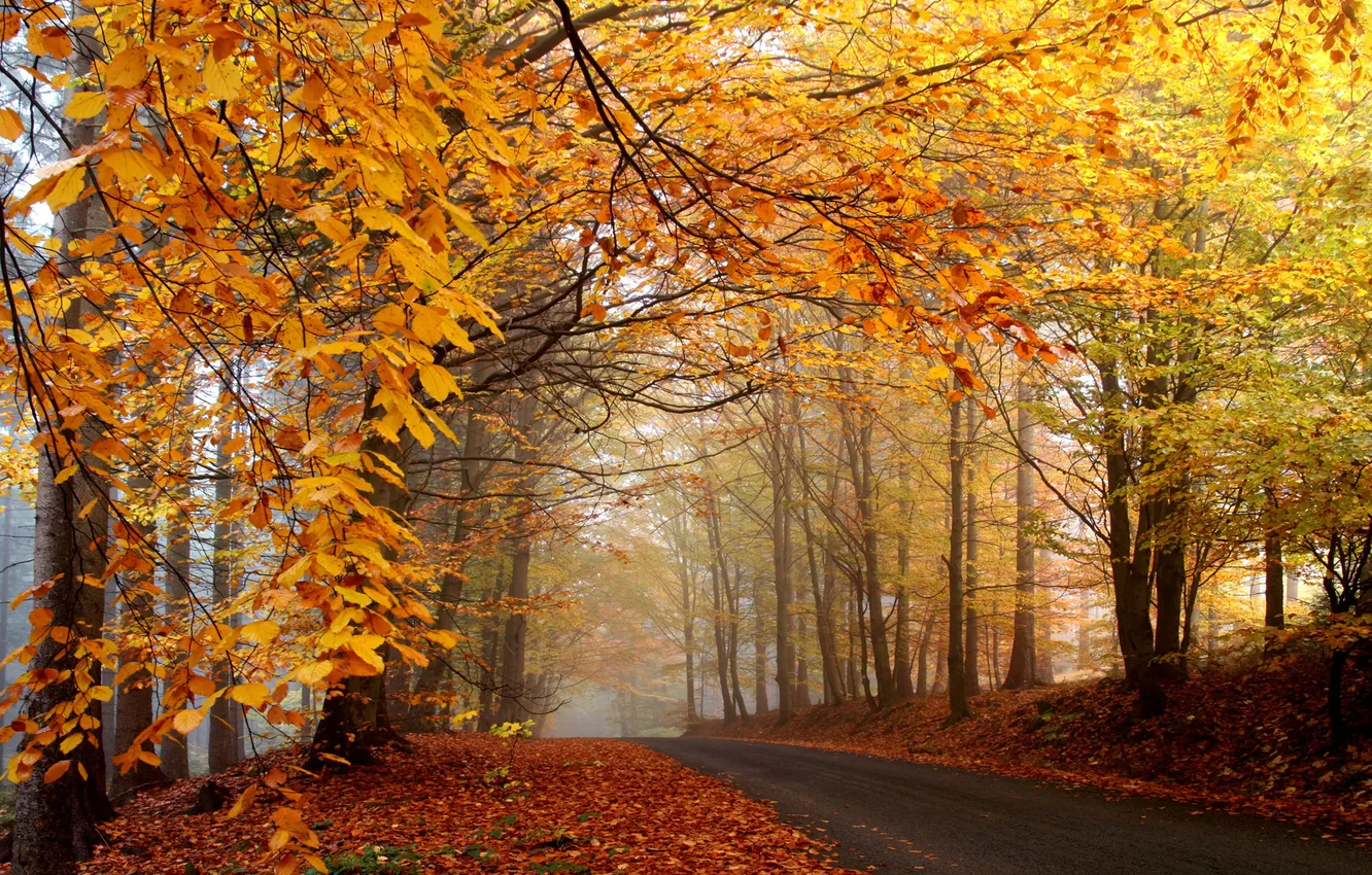 Фото обои дорога, деревья, туман, листва, оранжевая, жёлтая, осенняя, опавшая