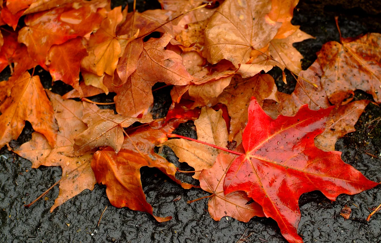 Фото обои осень, макро, земля, листва, мокрая