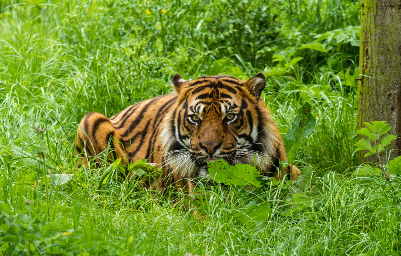 Фото обои кошка, трава, взгляд, тигр, суматранский