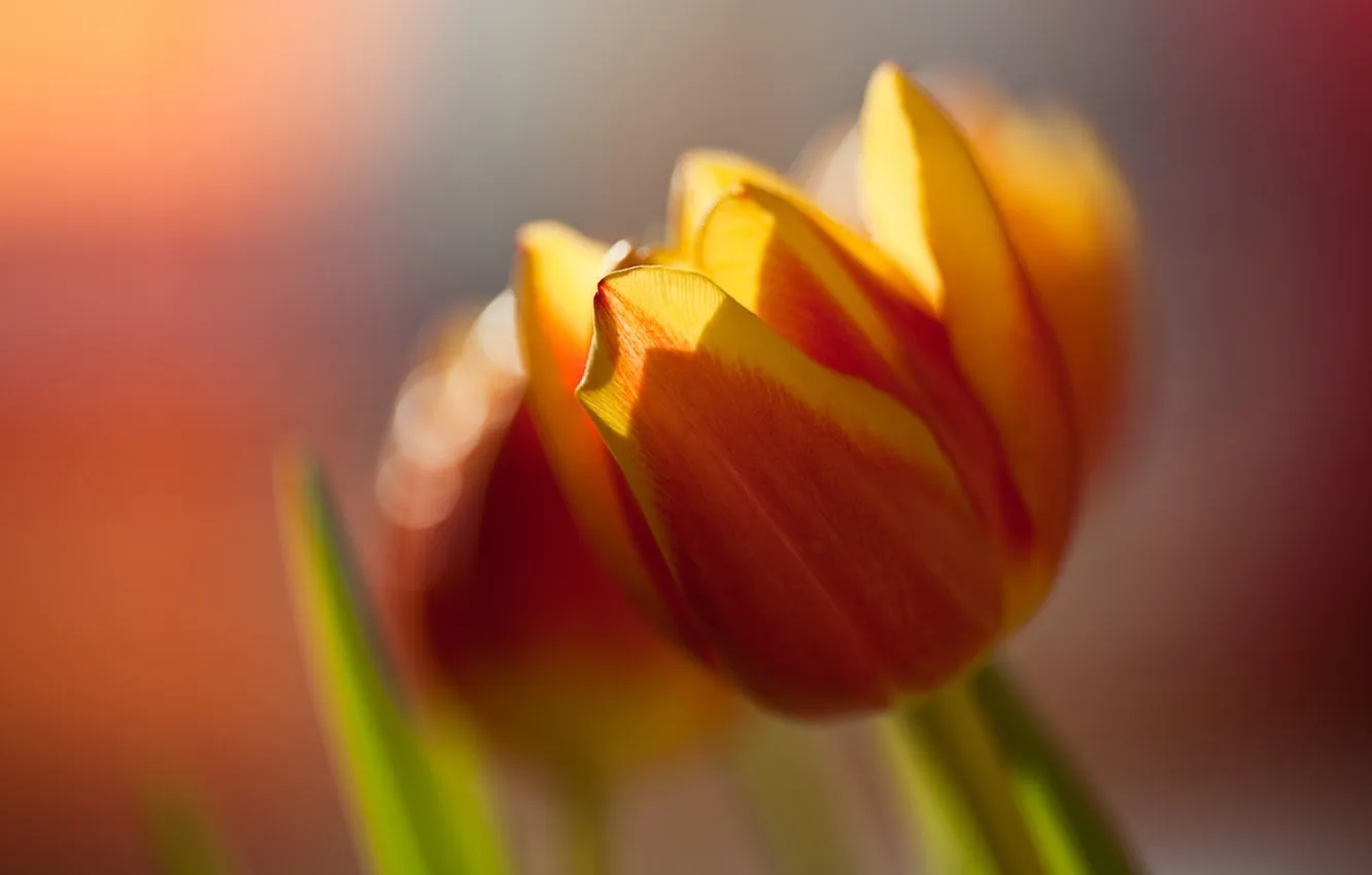 Фото обои цветок, макро, оранжевый, яркий, цвет, тюльпан, весна, размытость
