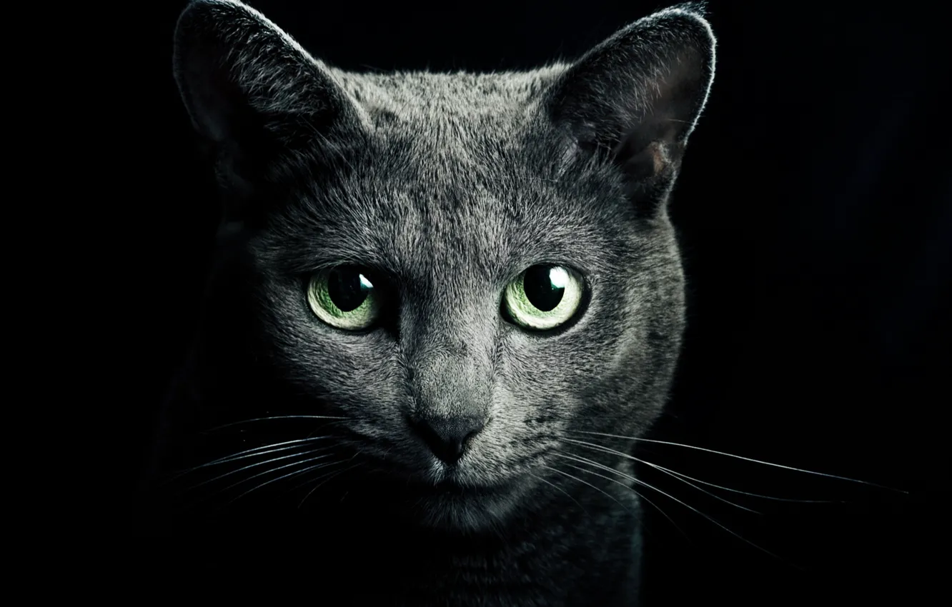 Фото обои look, darkness, fur, Green eyes