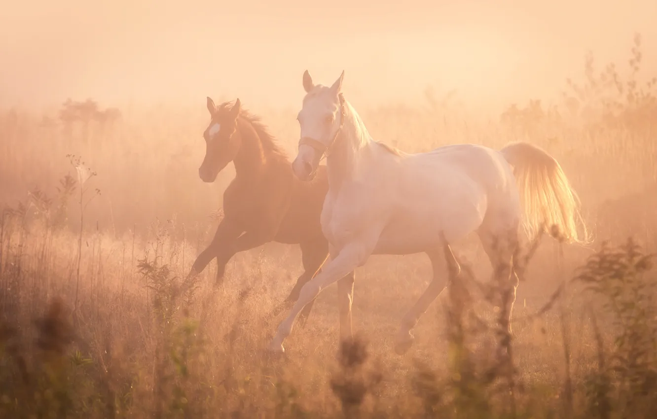Фото обои туман, кони, лошади