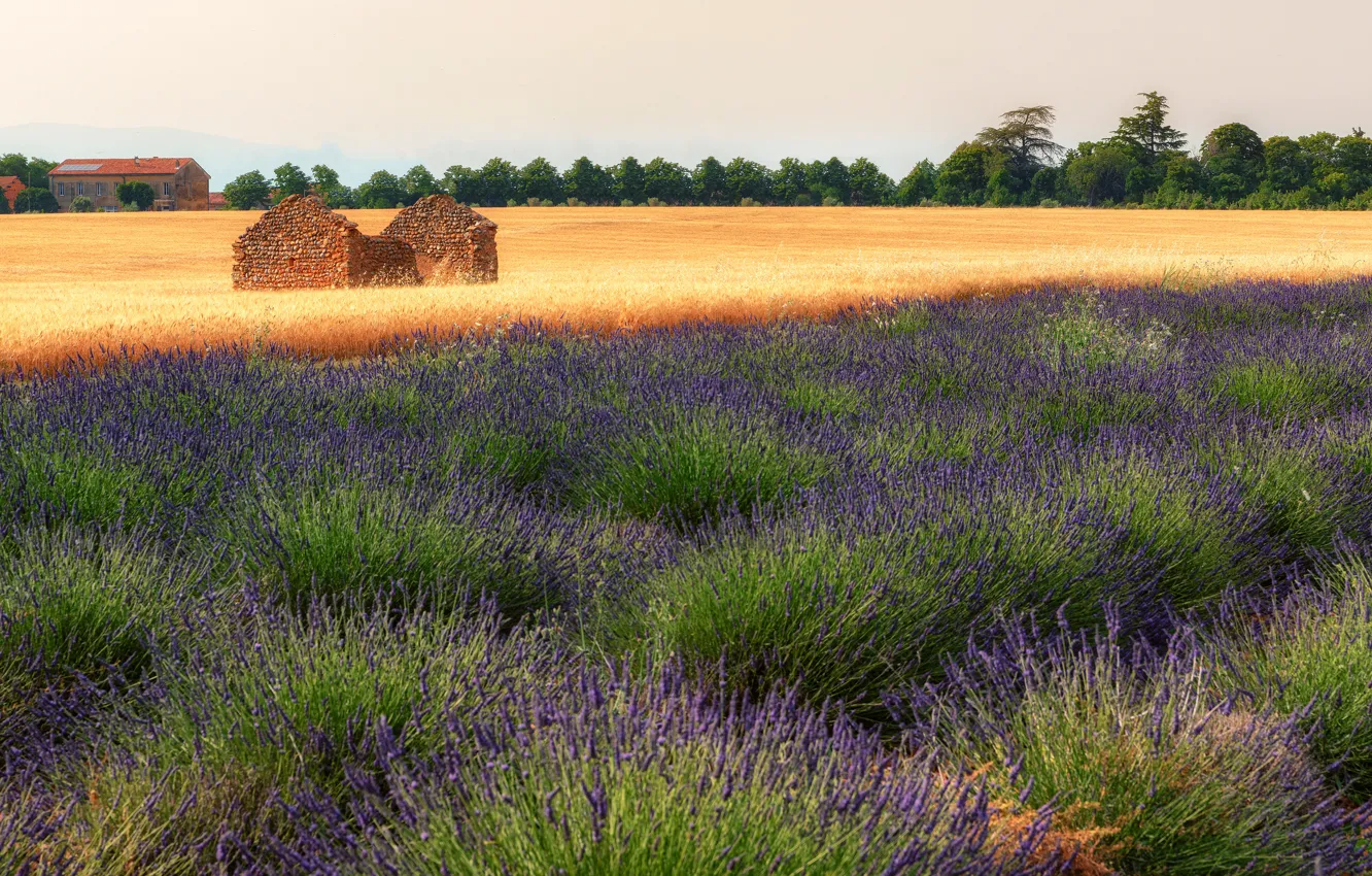 Фото обои поле, лето, небо, деревья, цветы, природа, дом, Франция