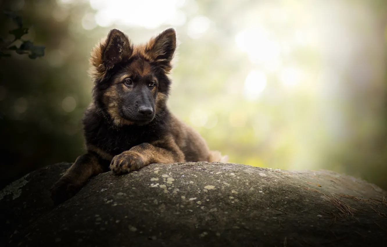 Фото обои камень, собака, боке, Немецкая овчарка