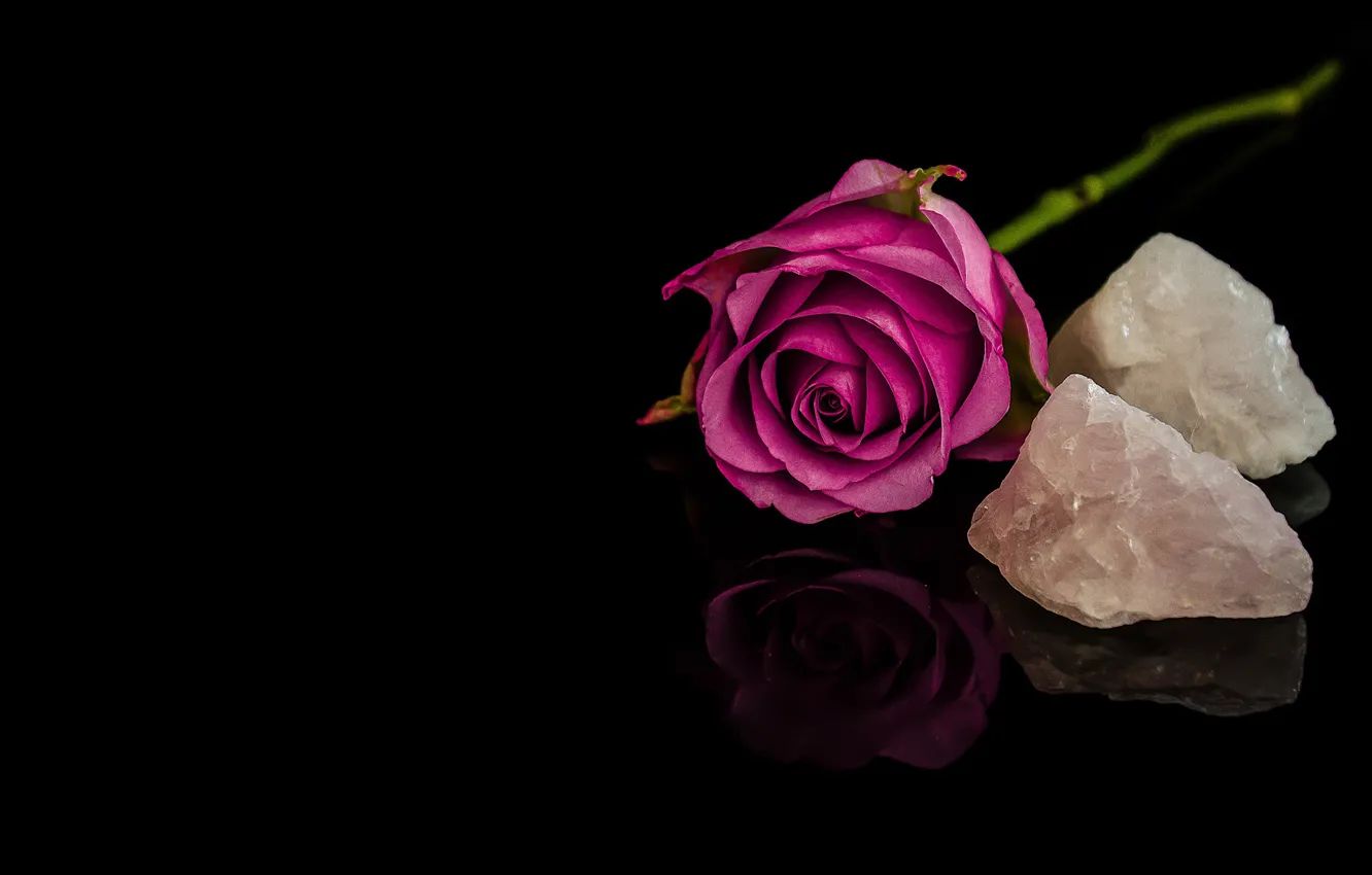 Фото обои листья, отражение, камни, розовая, роза, стебель, бутон, фиолетовые