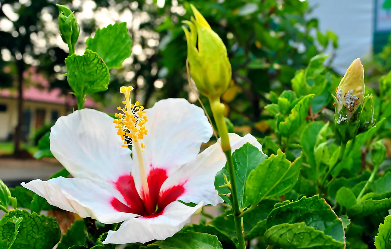 Фото обои Nature, Flower, macro