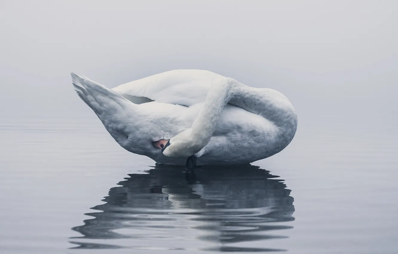 Фото обои волны, туман, озеро, отражение, зеркало, лебедь