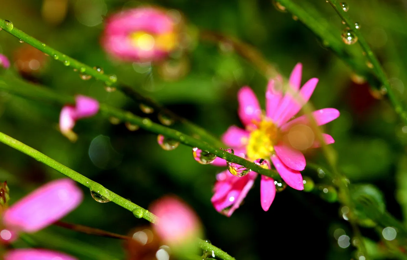 Фото обои капельки, травинки, розовые цветочки