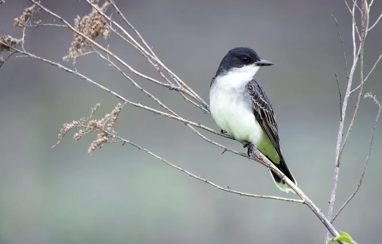 Фото обои природа, птица, Eastern Kingbird