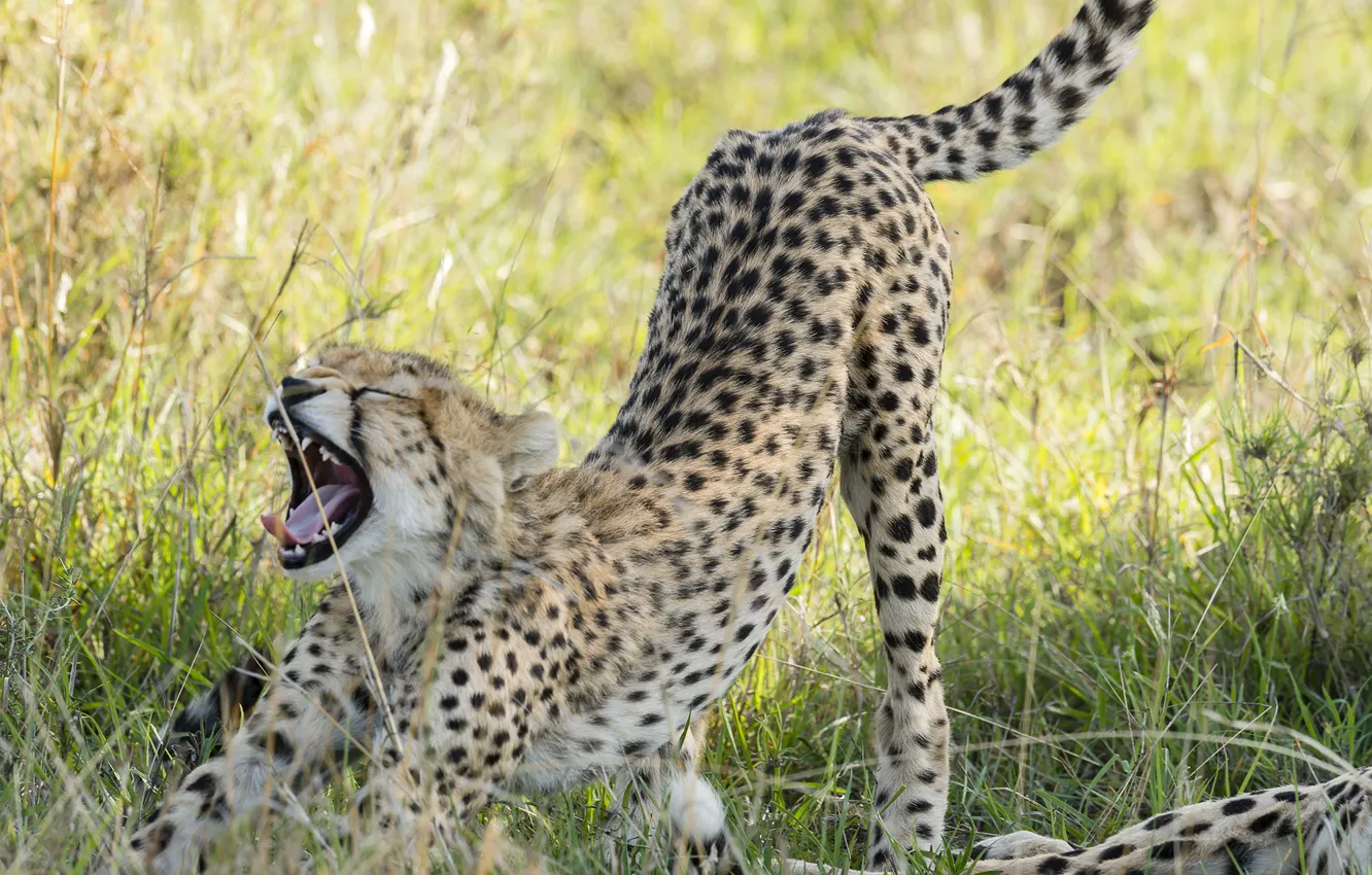 Фото обои хищник, гепард, саванна, оскал, котёнок, тянется