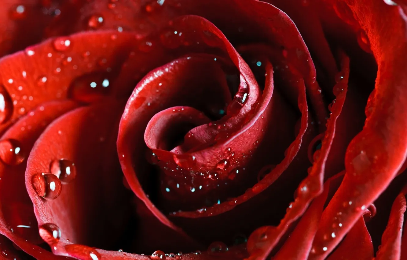 Фото обои капли, цветы, роса, нежность, роза, красота, лепестки, red