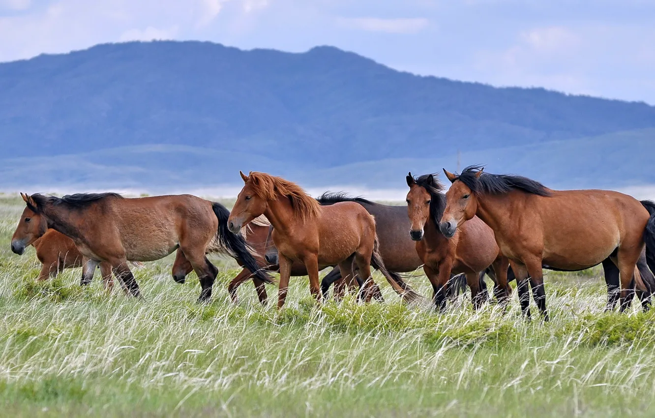 Фото обои поле, природа, кони