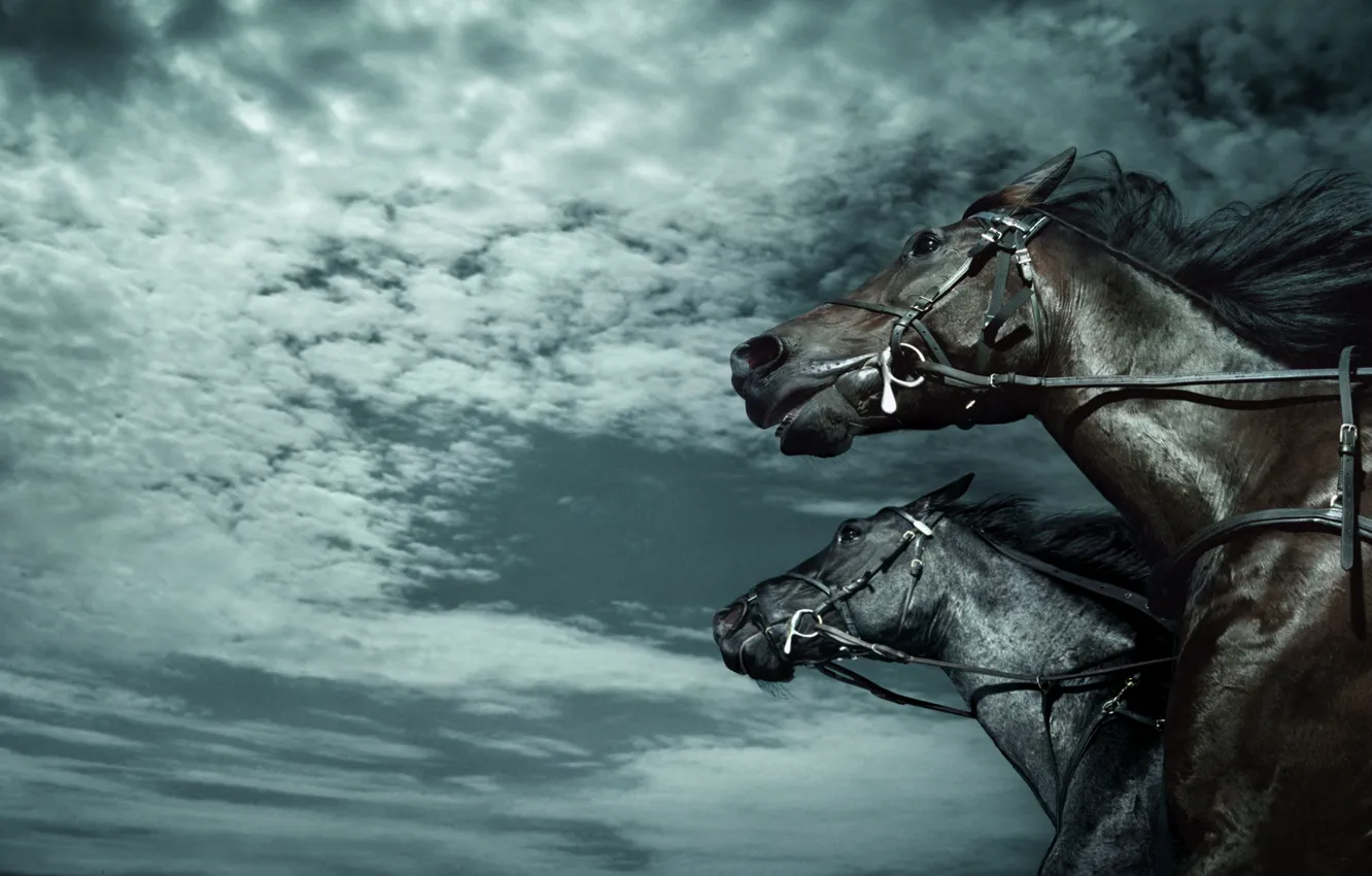 Фото обои лошади, horses, скачки
