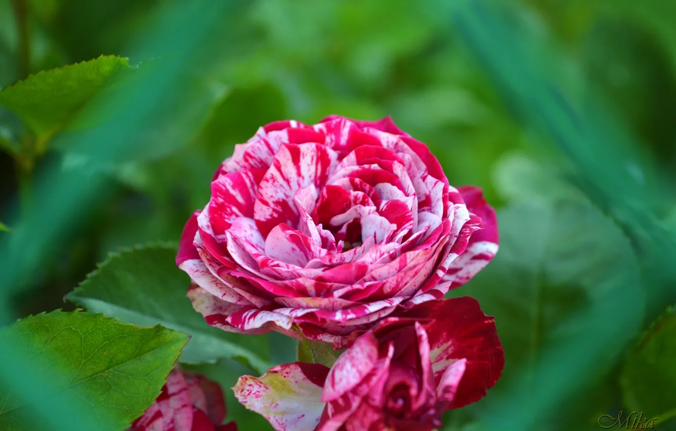 Фото обои Розы, Flowers, Roses