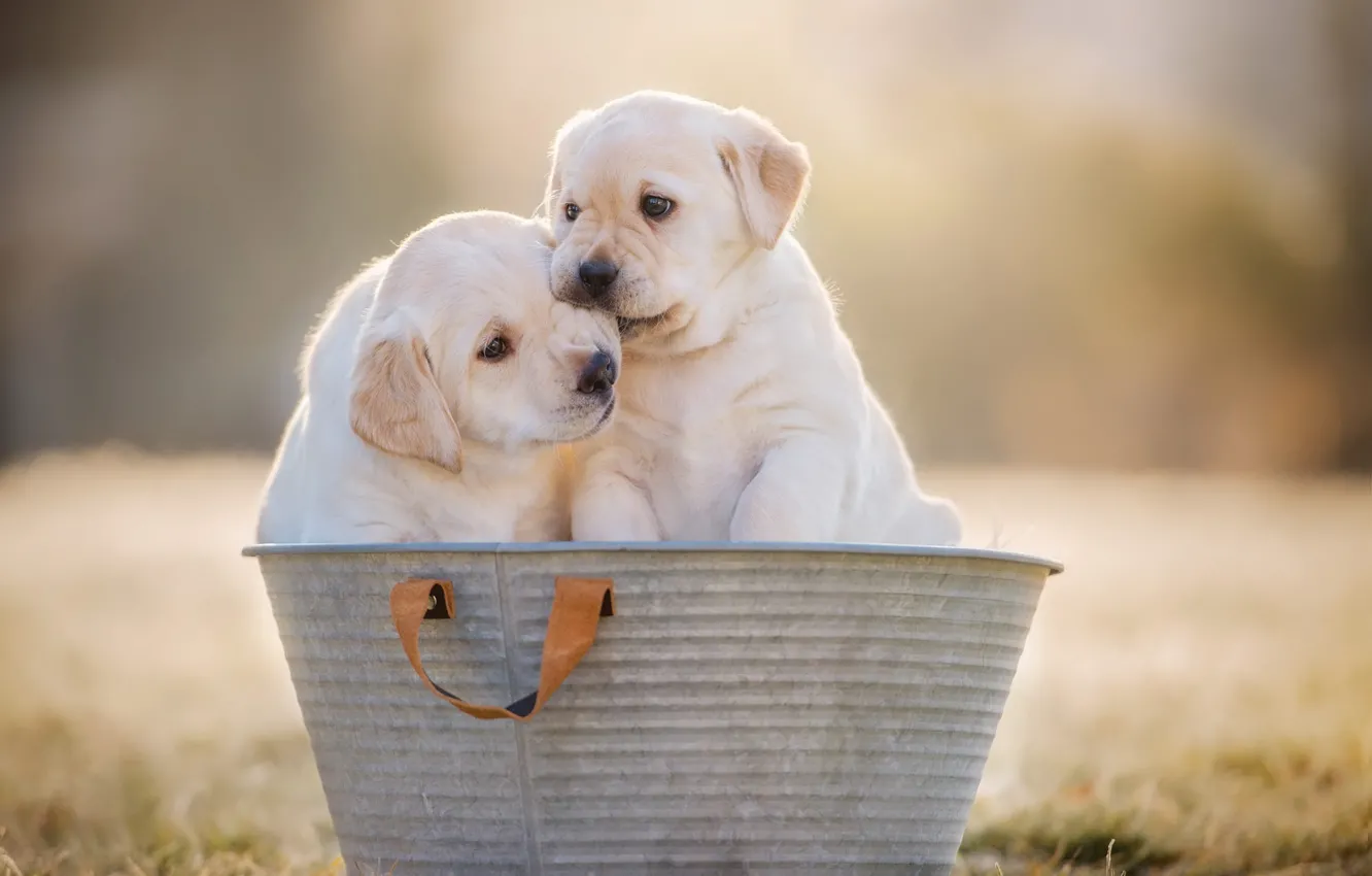 Фото обои собаки, фон, собака, щенки, пара, щенок, белые, малыши