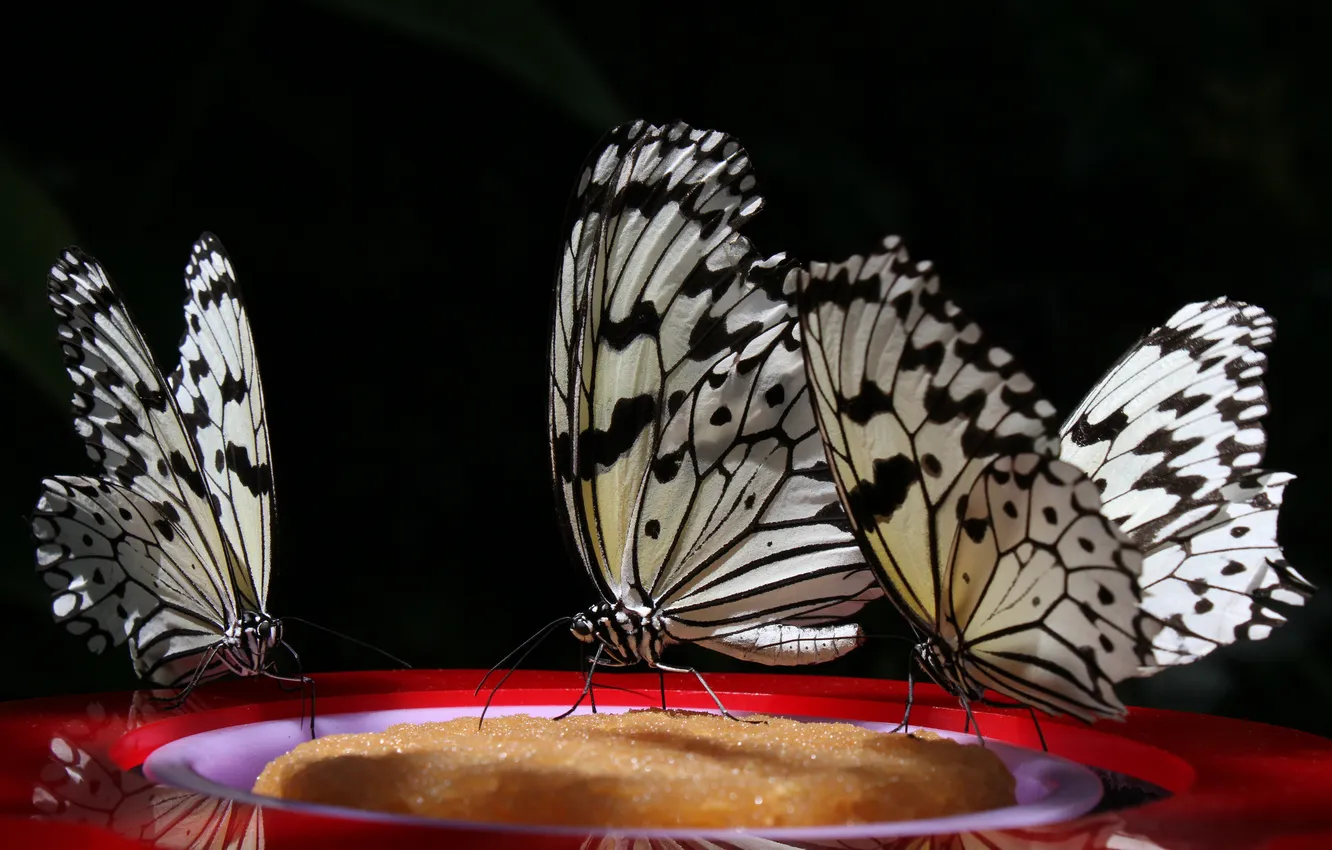 Фото обои бабочки, фон, черный, три