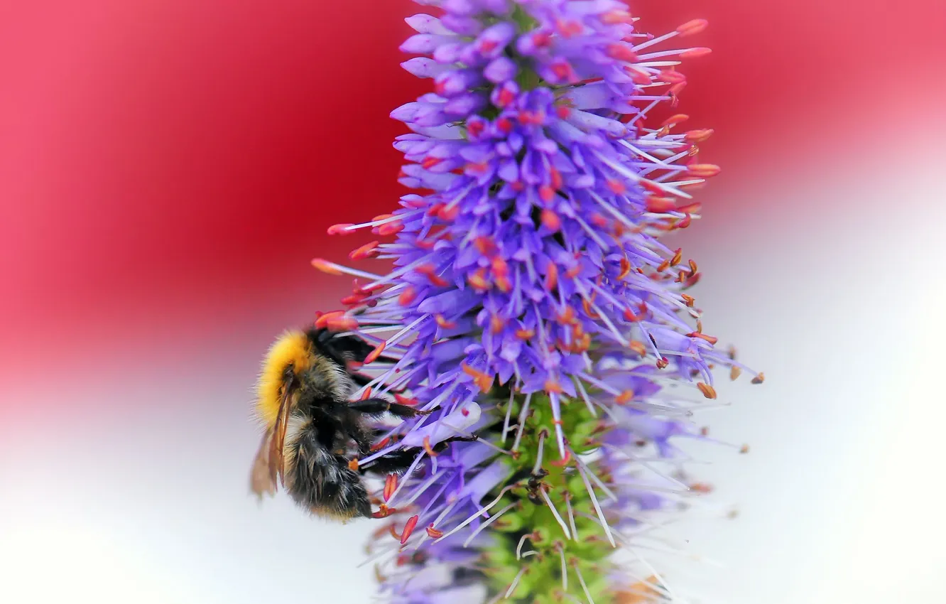 Фото обои цветок, пчела, растение, насекомое