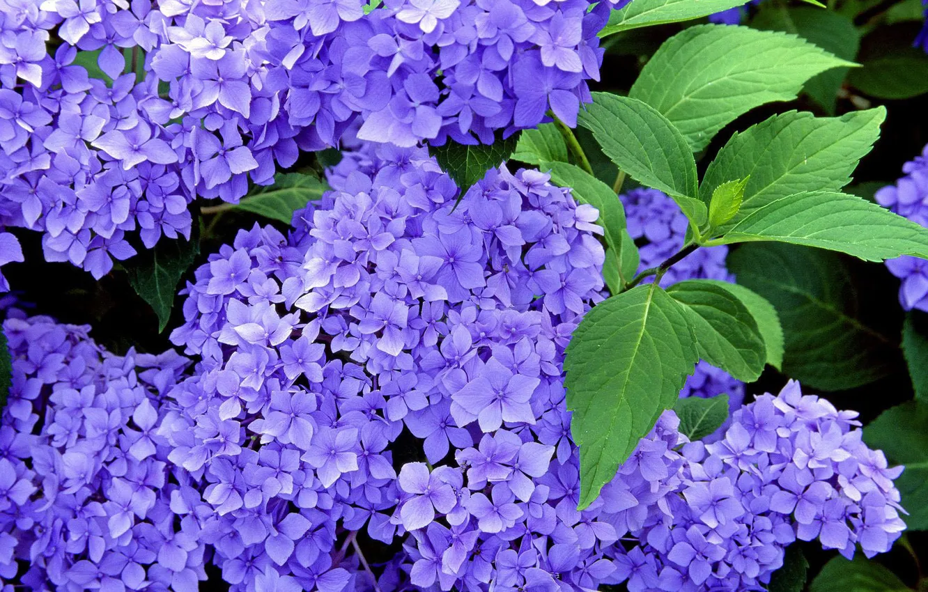 Фото обои цветы, голубая, Гортензия