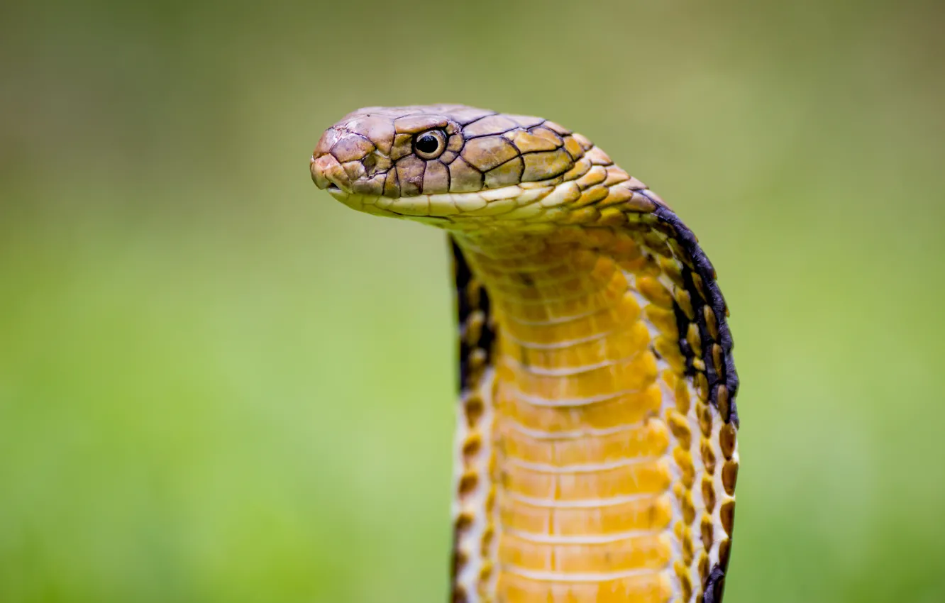 Фото обои viper, snake, cobra, reptile, cobra snake