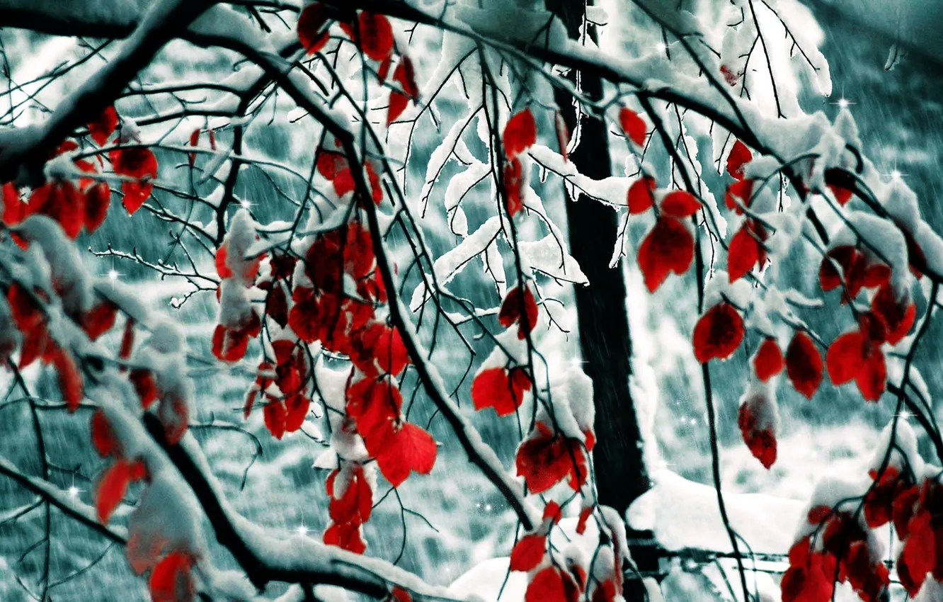 Фото обои снег, деревья, ветви, красные листья