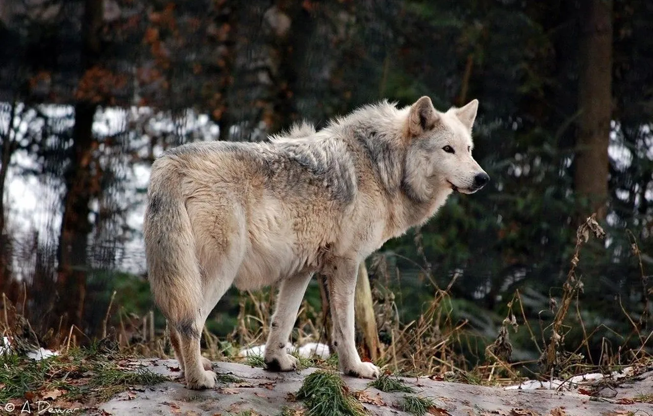 Фото обои nature, snow, predator, face, animal, wolf, wildlife, portrait