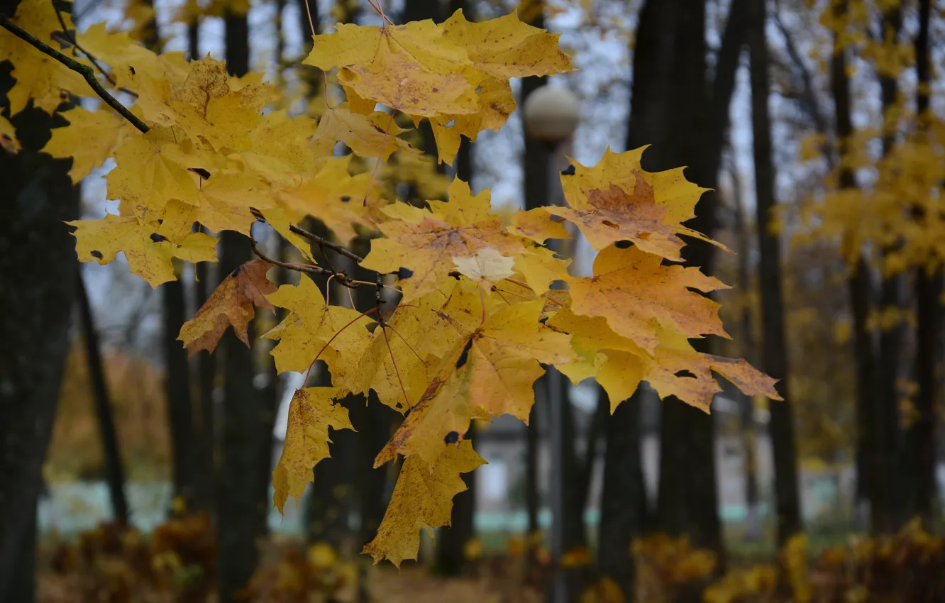 Фото обои осень, листья, природа, дерево, клен осенью