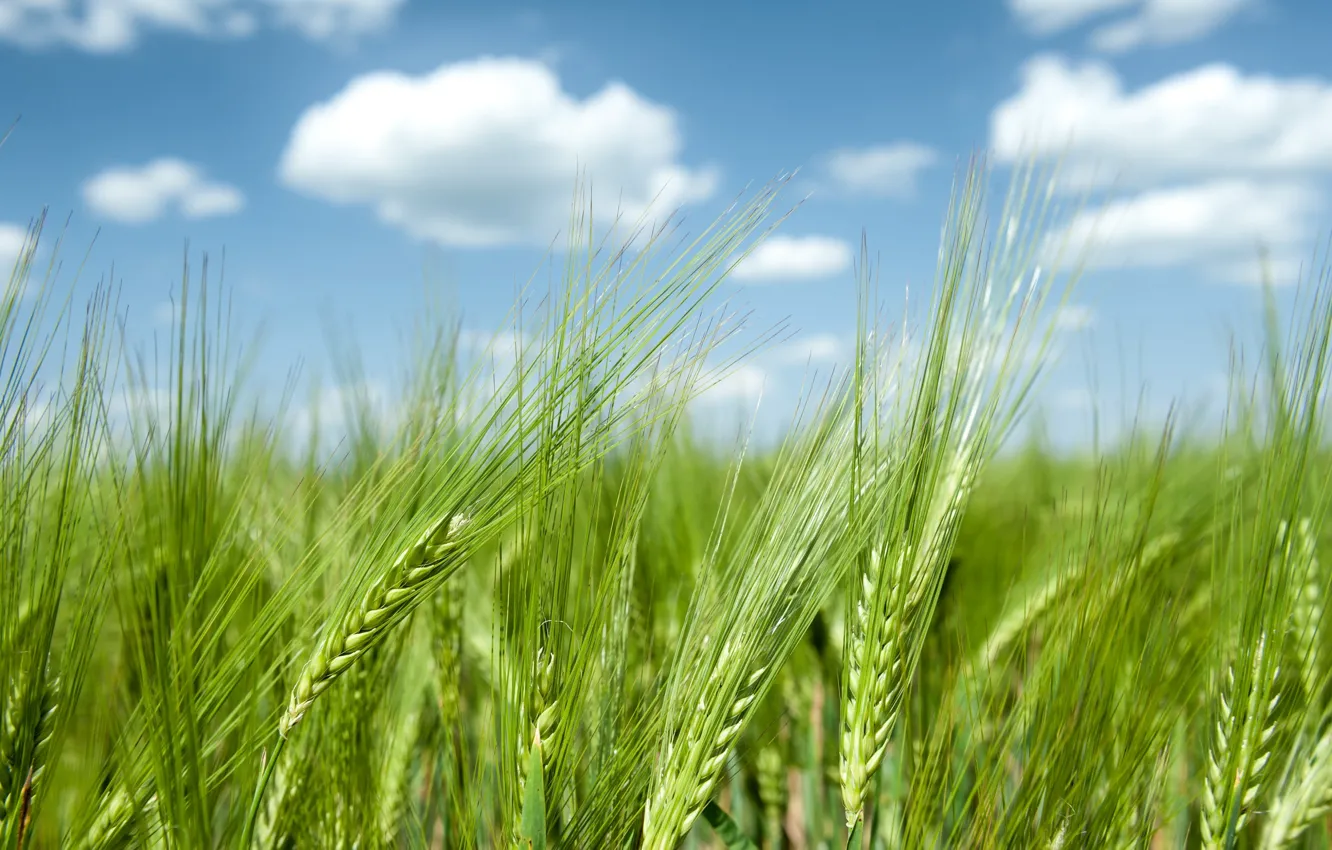 Фото обои пшеница, поле, небо, облака, природа, рожь