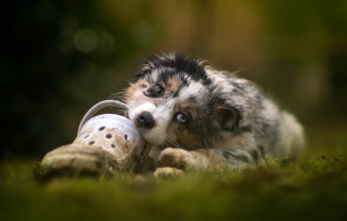 Фото обои природа, собака, щенок, лежит, австралийская овчарка, аусси, грызет обувь