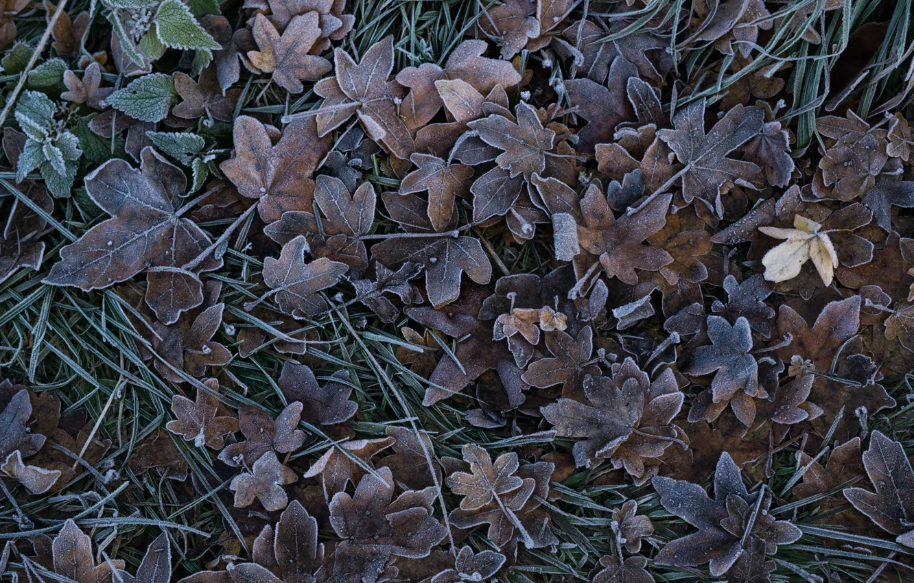 Фото обои иней, трава, листья, мороз