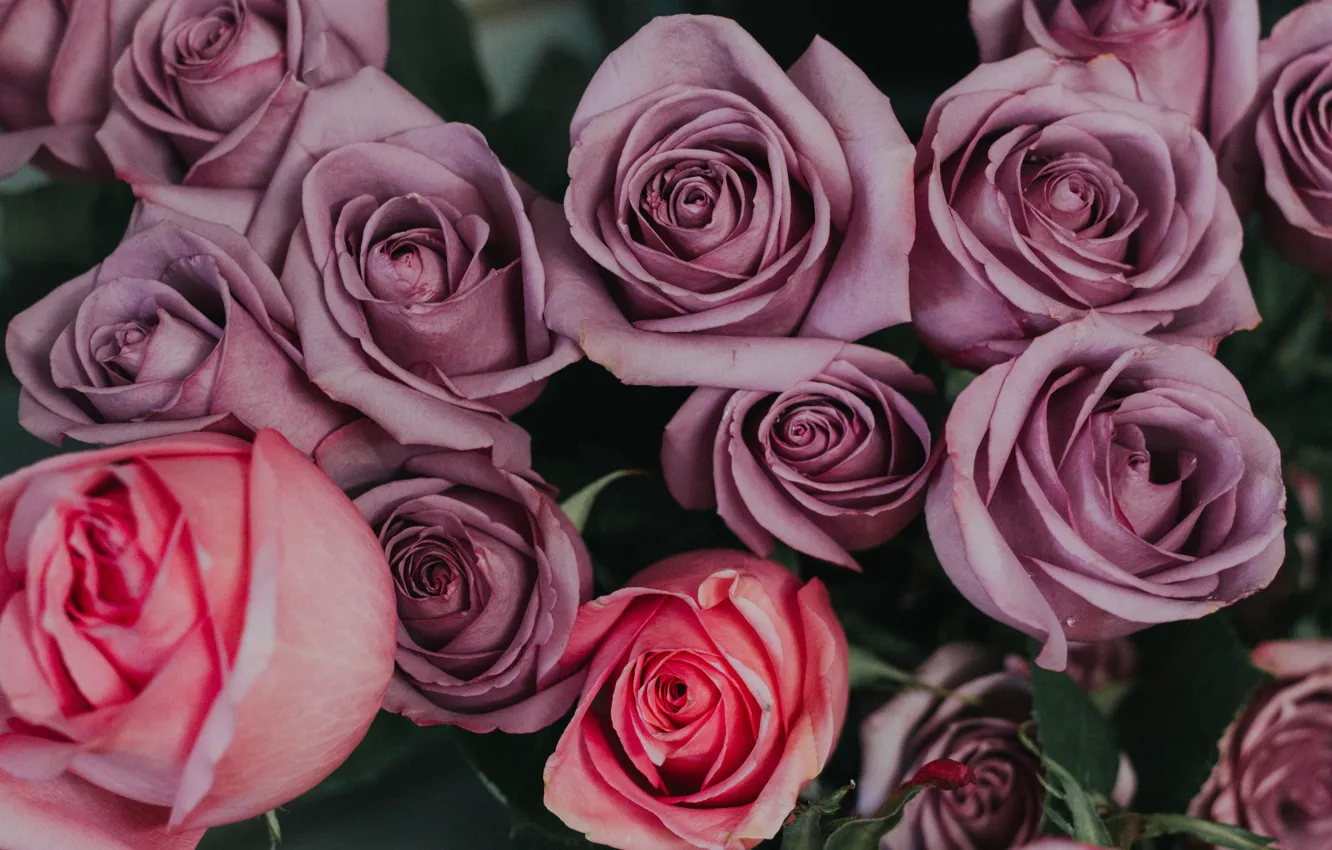Фото обои цветы, сиреневый, розовый, розы, букет, бутоны