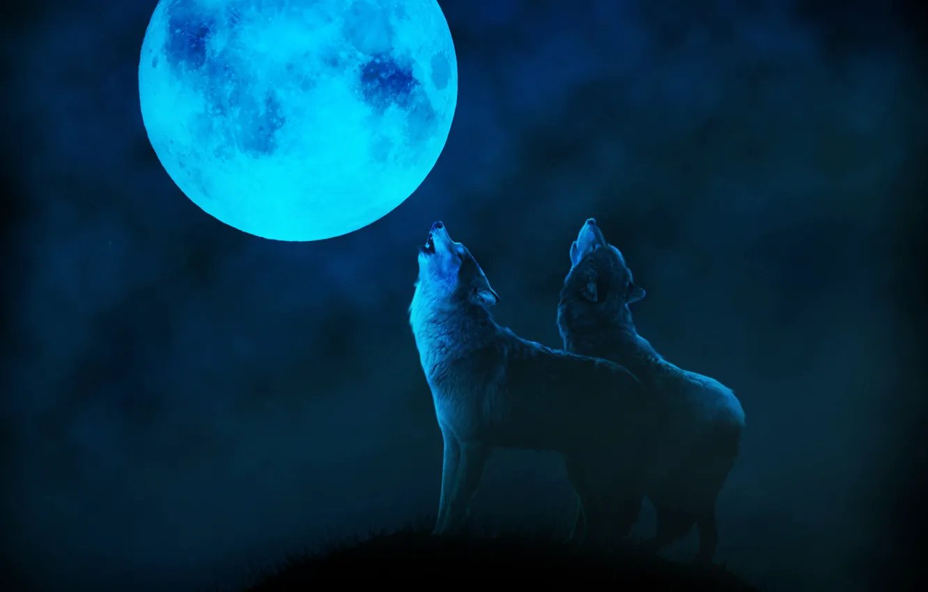 Фото обои ночь, туман, луна, волки