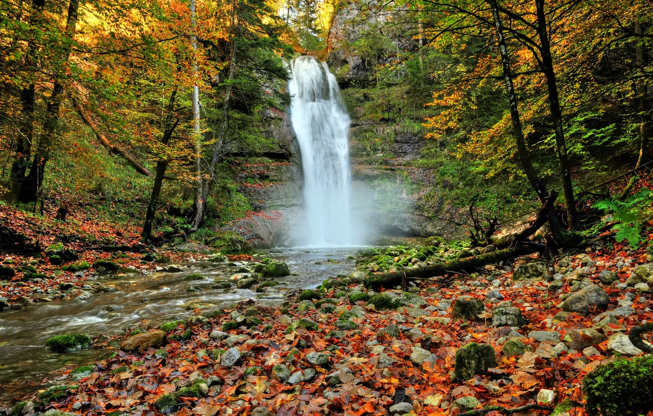 Фото обои лес, листья, деревья, камни, скалы, водопад, Осень, forest