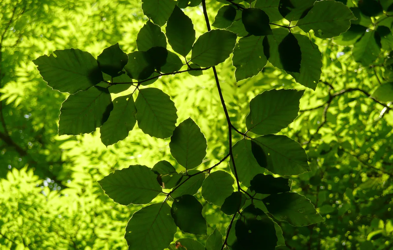 Фото обои зелень, лето, солнце, свет, ветка, листики, сочная