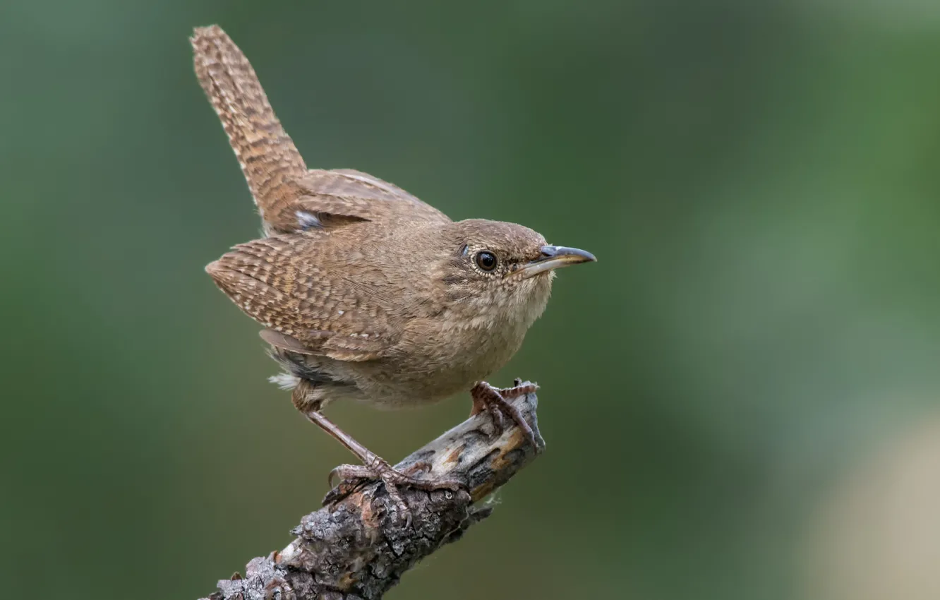 Фото обои птица, ветка, bird