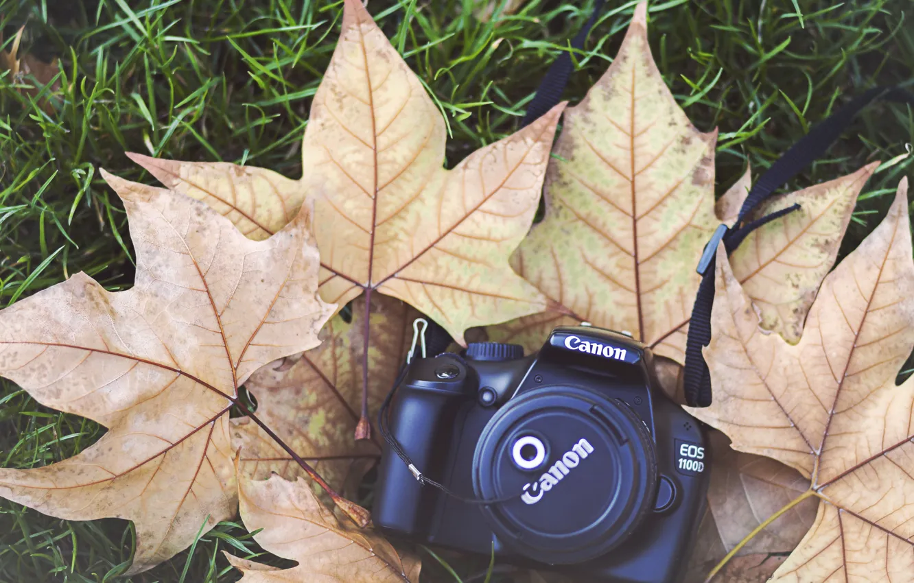 Фото обои листья, камера, фотоаппарат, крышка, клен, canon
