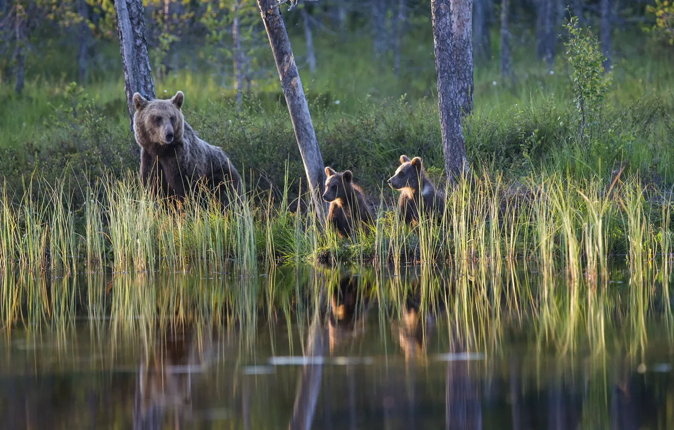 Фото обои лес, озеро, медведи