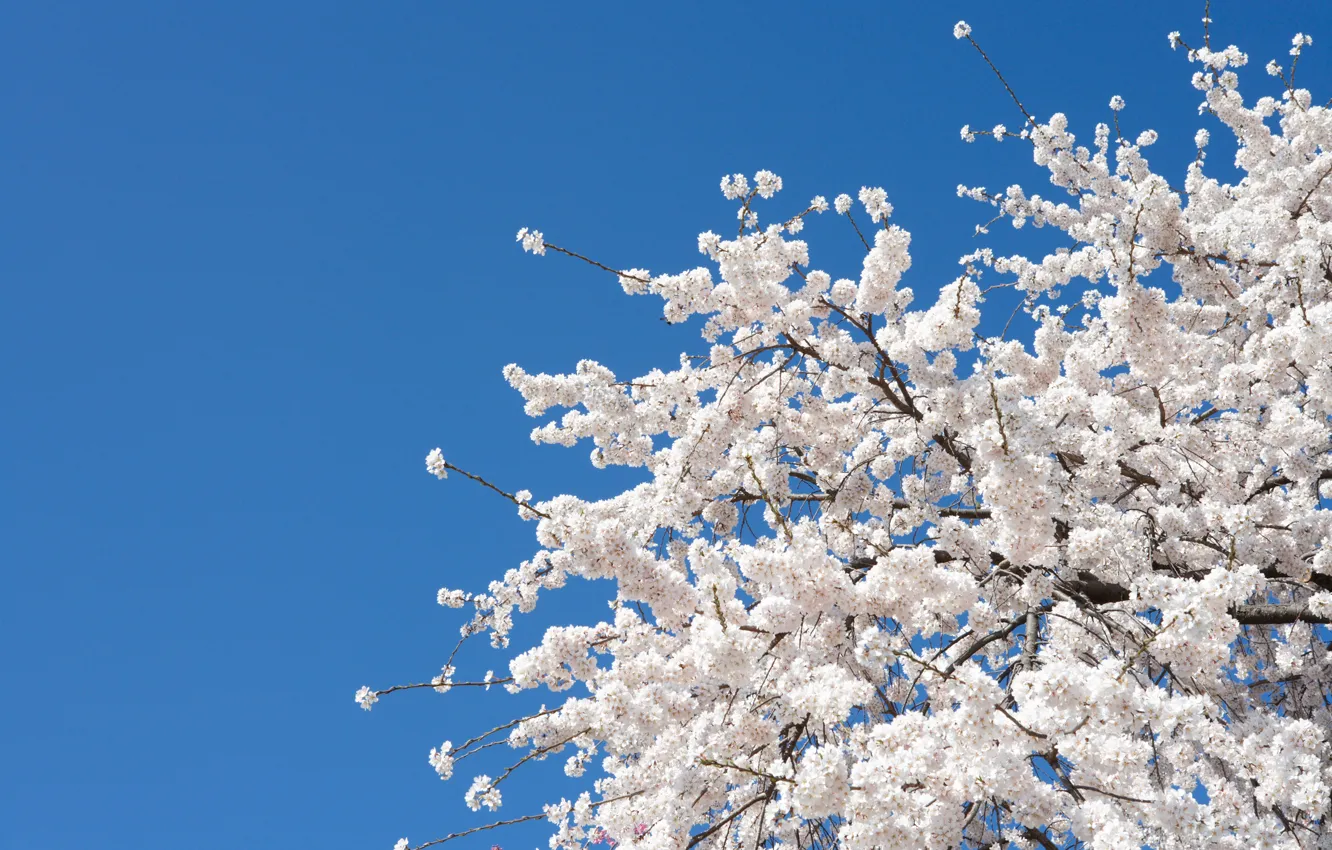 Фото обои цветы, вишня, дерево, весна, сакура, white, белые, Nature
