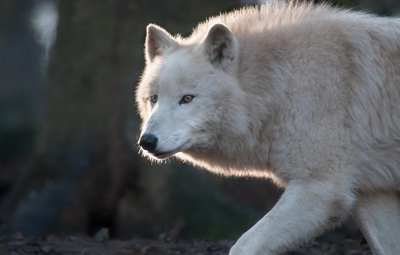 Фото обои nature, face, animal, wolf, wildlife, head, fur, mammal