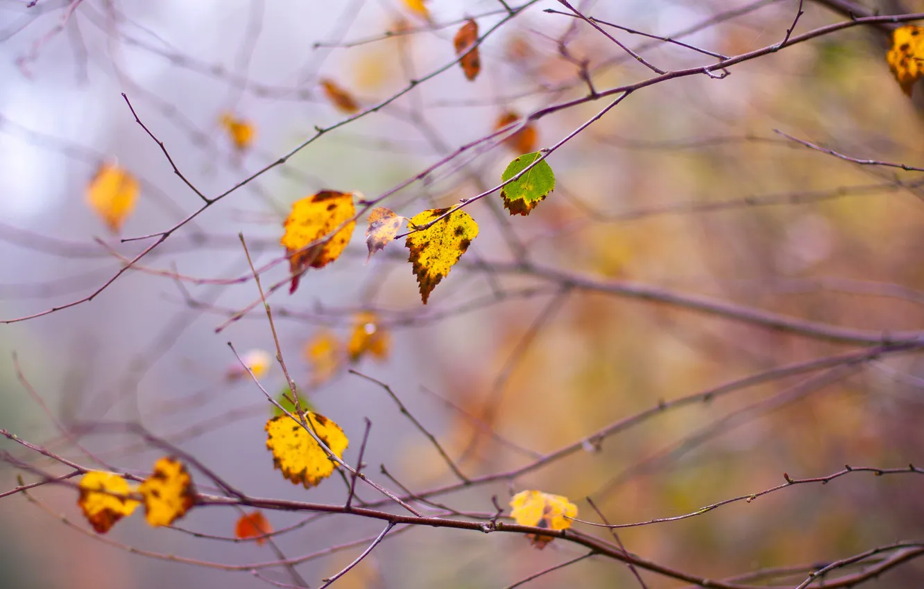 Фото обои осень, листья, ветки, ветви, дерво