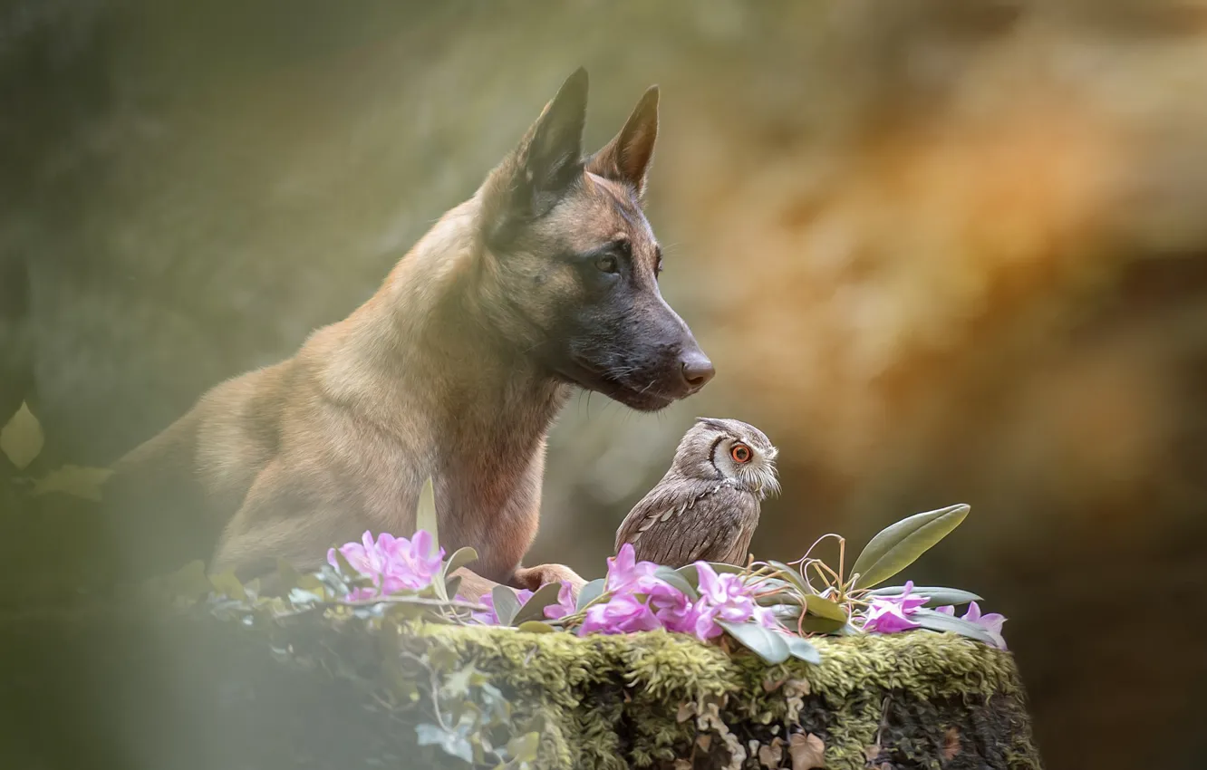 Фото обои цветы, природа, сова, птица, пень, собака, пёс