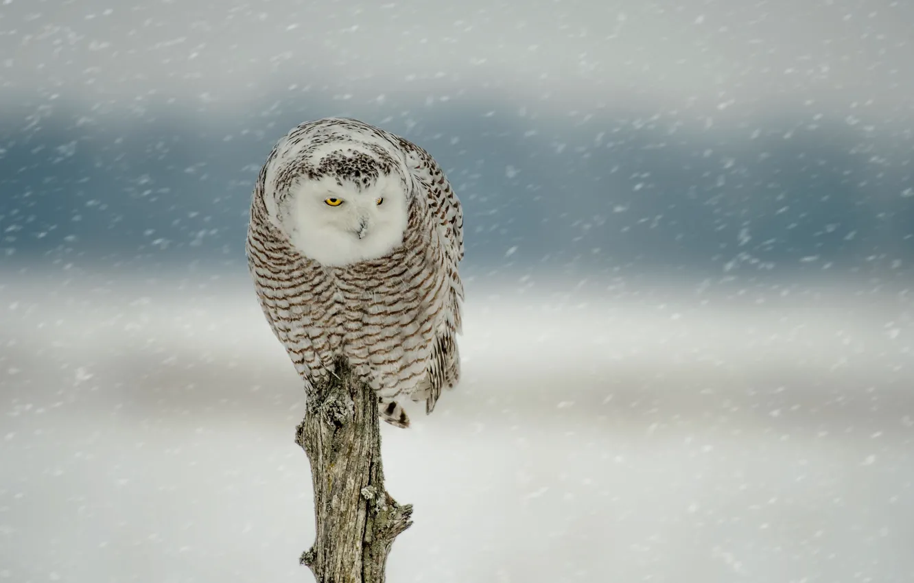 Фото обои зима, снег, сова, птица, бревно